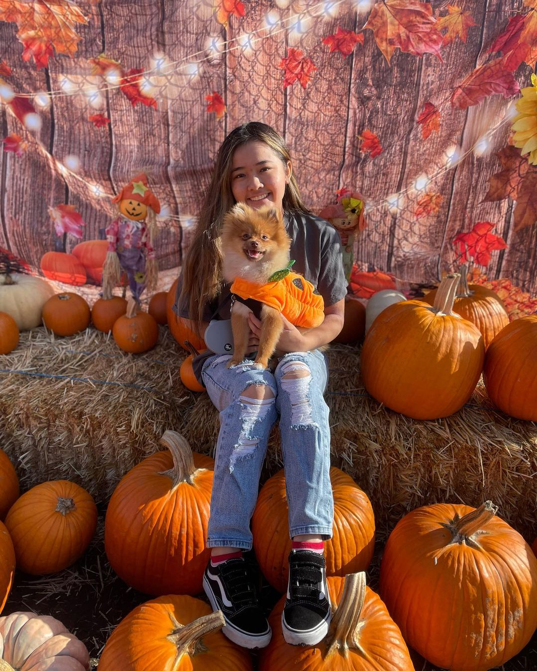 Friendly Pomeranian Purebred Pup