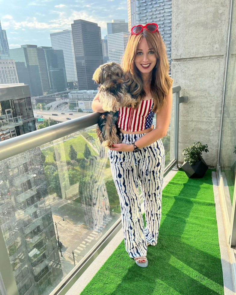 Fluffy Yorkie Purebred Pup