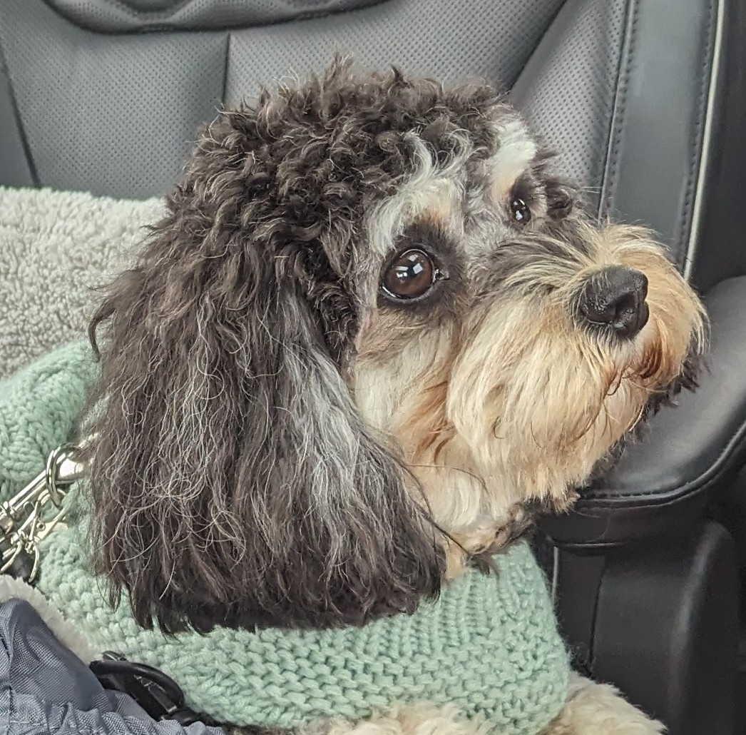 Playful Cavoodle Poodle Mix Puppy