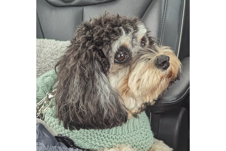Playful Cavoodle Poodle Mix Puppy