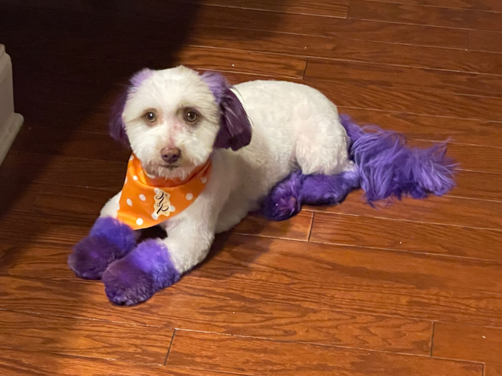 Playful Havanese Purebred Pup