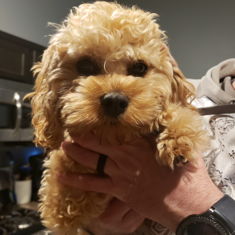 Happy Cavapoo Pup in Millbury OH