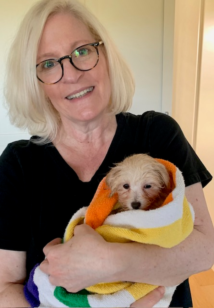Fluffy Maltipoo Poodle Mix Pup