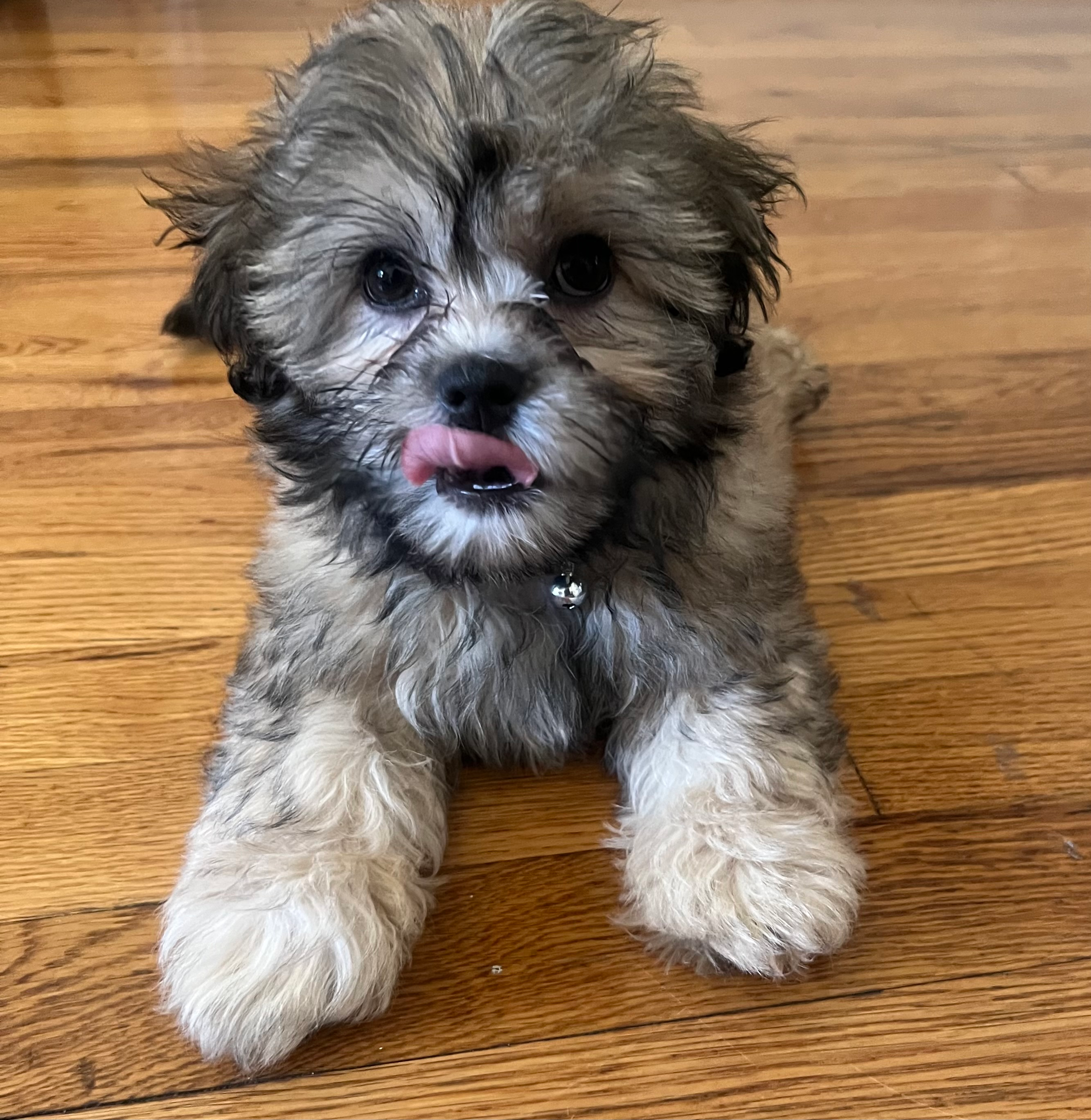 Teddy Bear Pup Being Cute