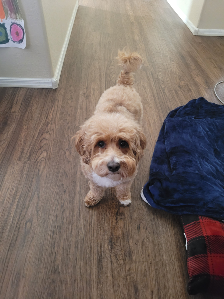 Cavapoo Being Cute