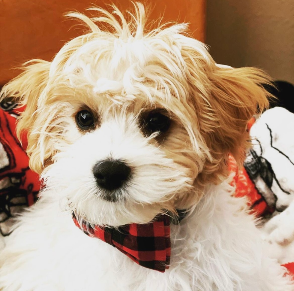 Friendly Cavachon Pup in