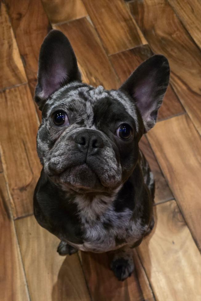 French Bulldog Being Cute