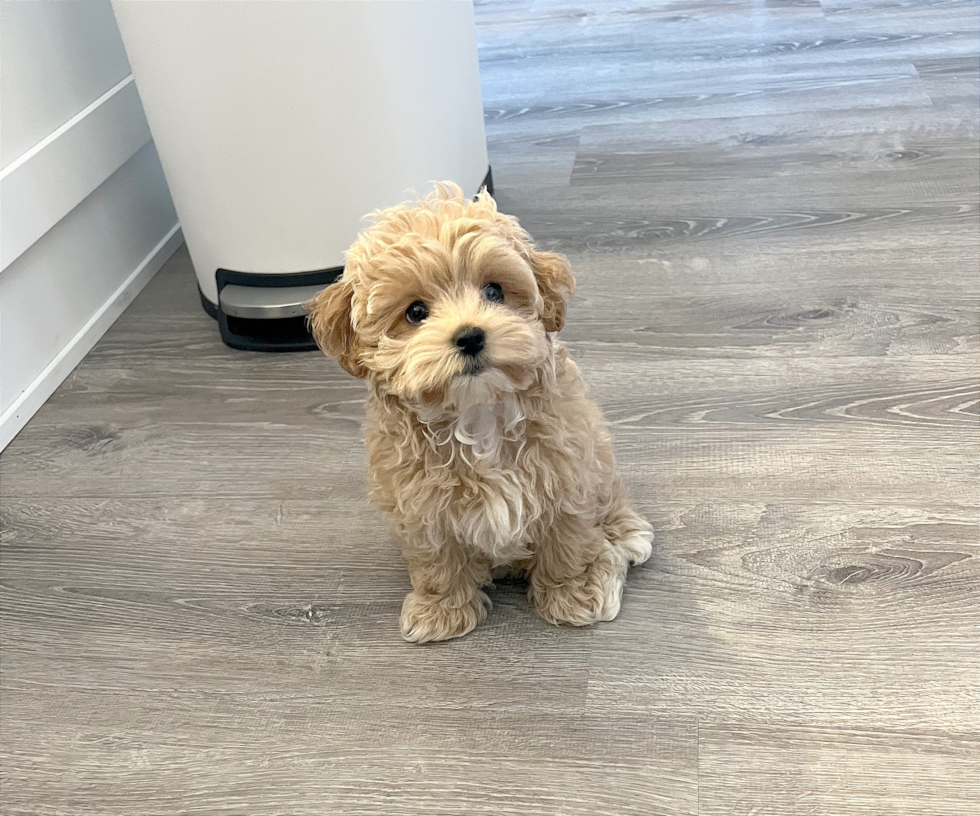 Sweet Maltipoo Pup in