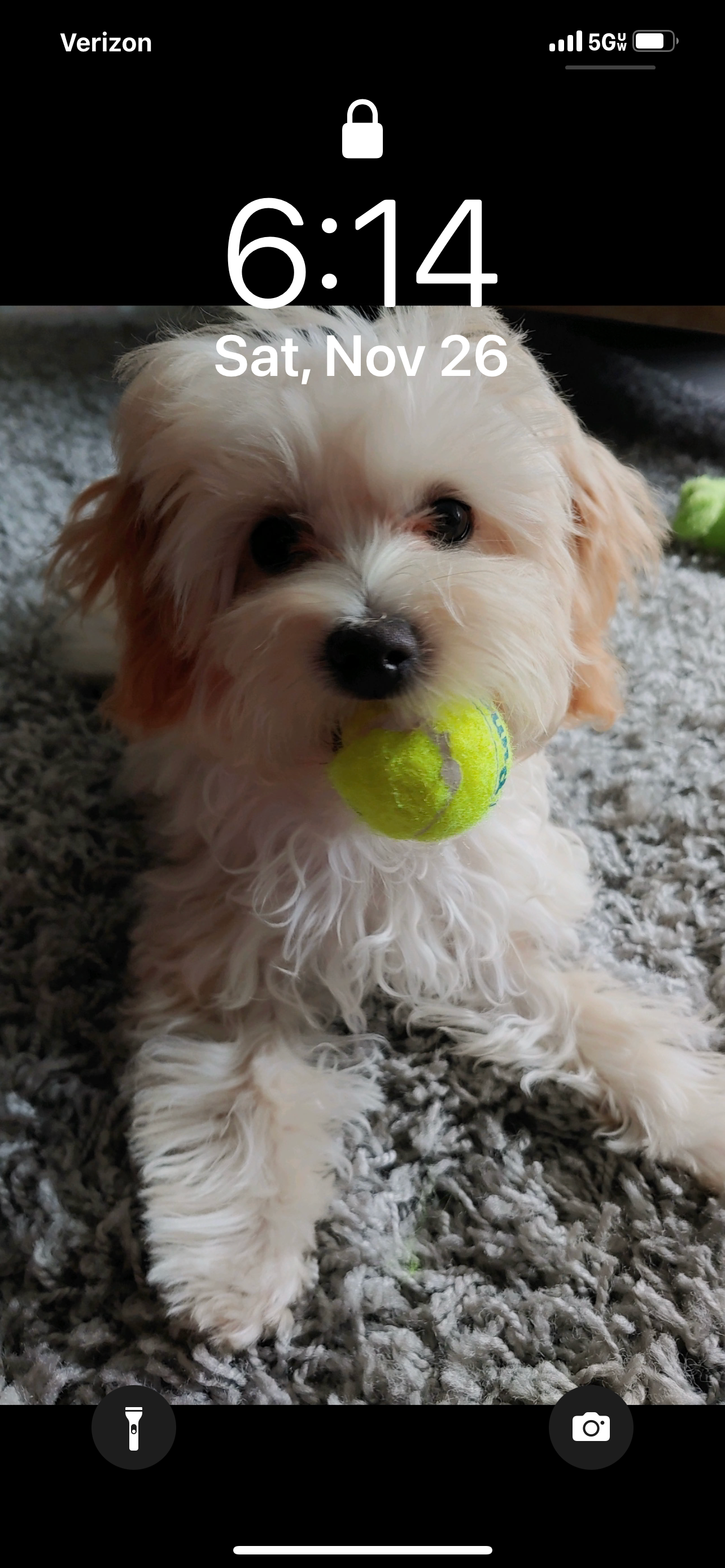 Best Maltipoo Baby