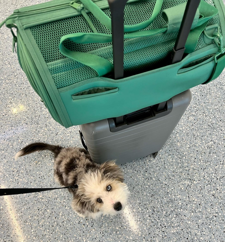 Hypoallergenic Australian Designer Pup