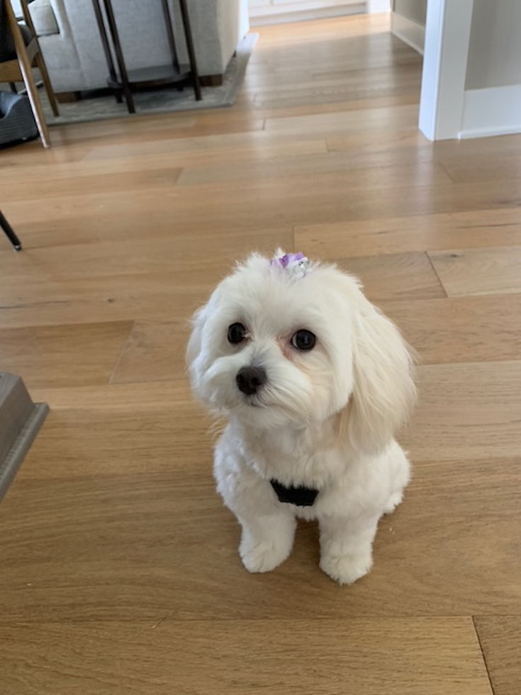 Funny Maltipoo Poodle Mix Pup