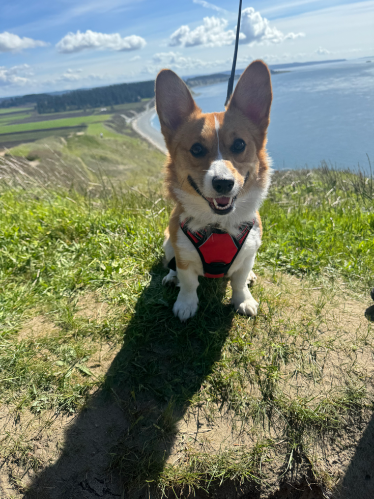 Fluffy PWC Purebred Pup
