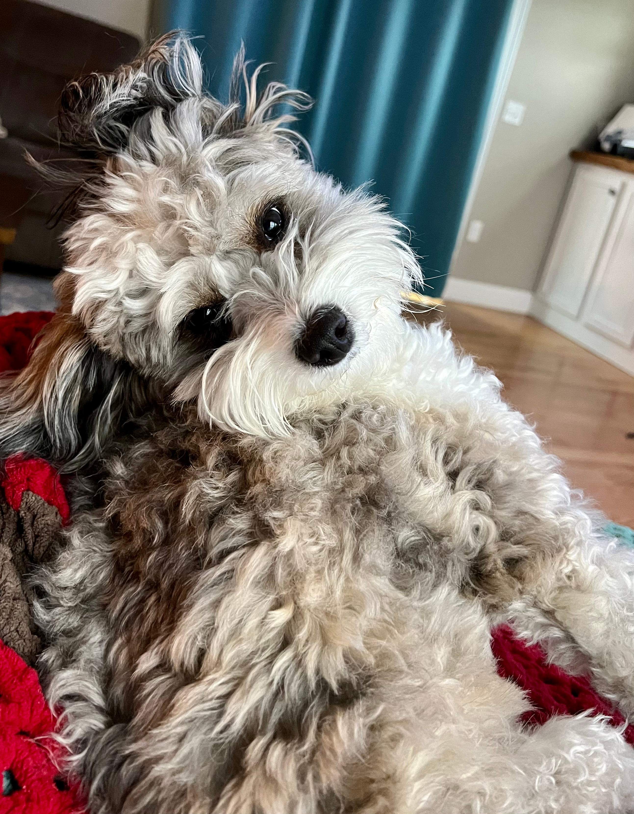 Best Mini Aussiedoodle Baby