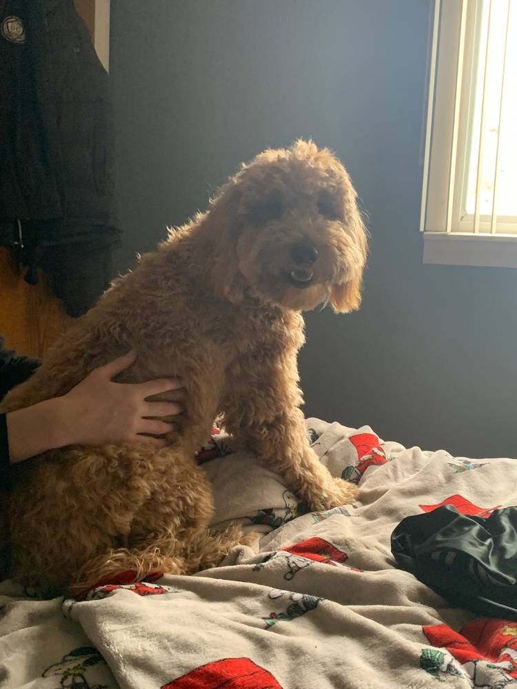 Fluffy Mini Goldendoodle Poodle Mix Pup