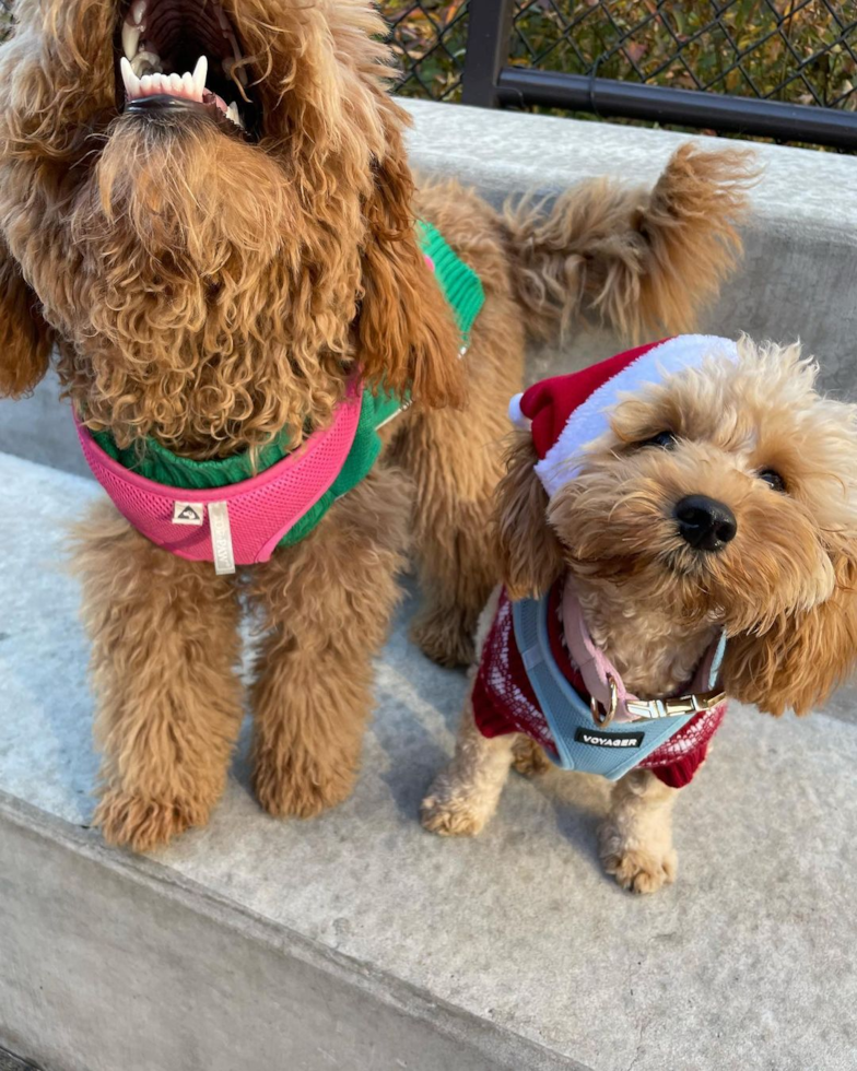 Friendly Cavapoo Pup in Chicago IL