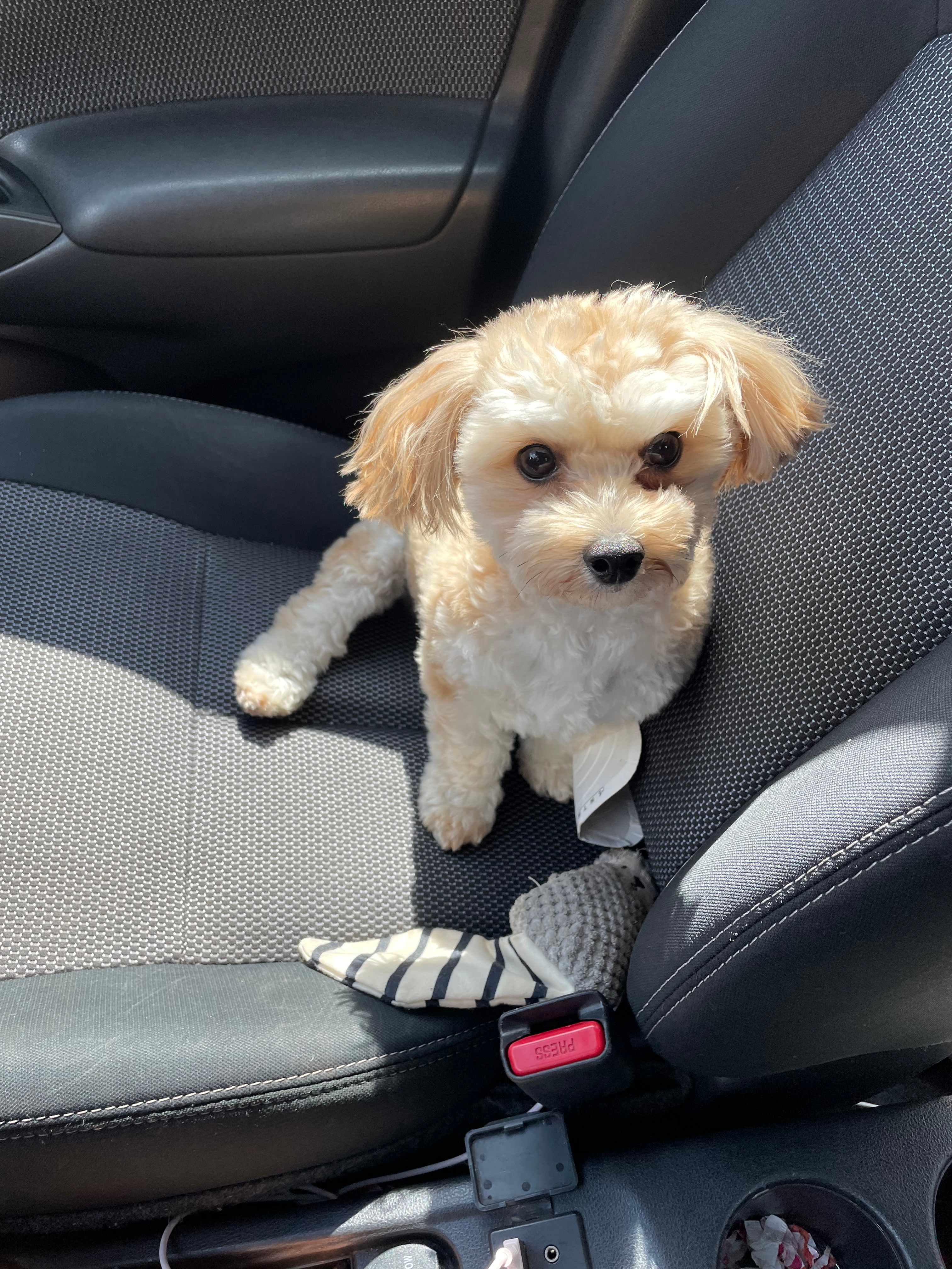 Energetic Yorkichon Designer Puppy