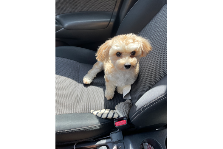 Energetic Yorkichon Designer Puppy