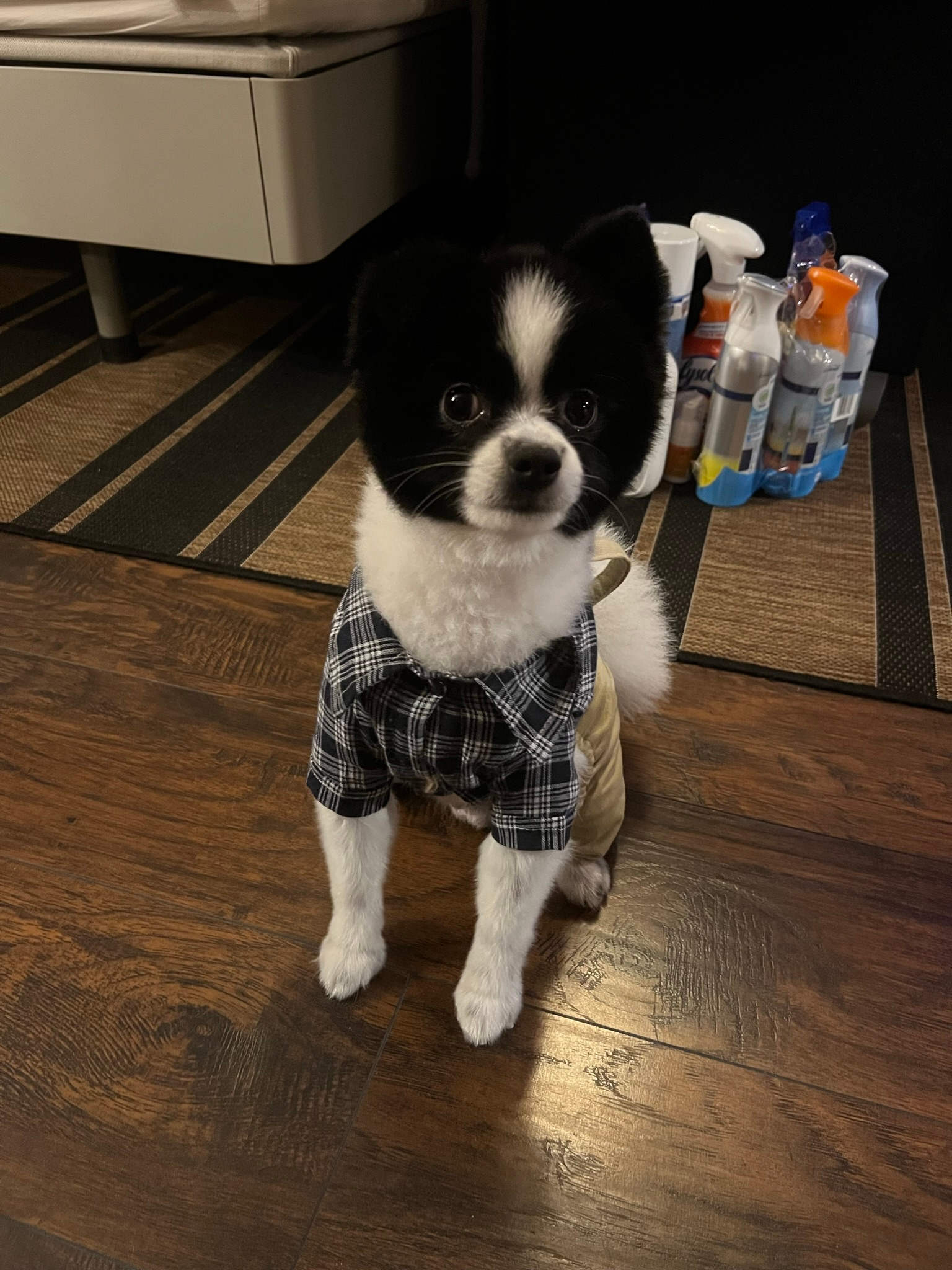 Pomeranian Puppy for Adoption