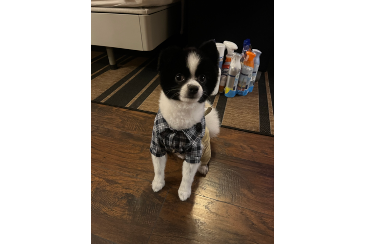 Pomeranian Puppy for Adoption