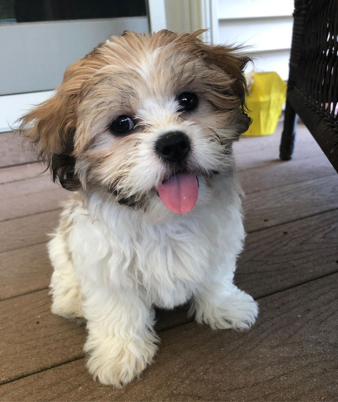 Fluffy Teddy Bear Designer Pup