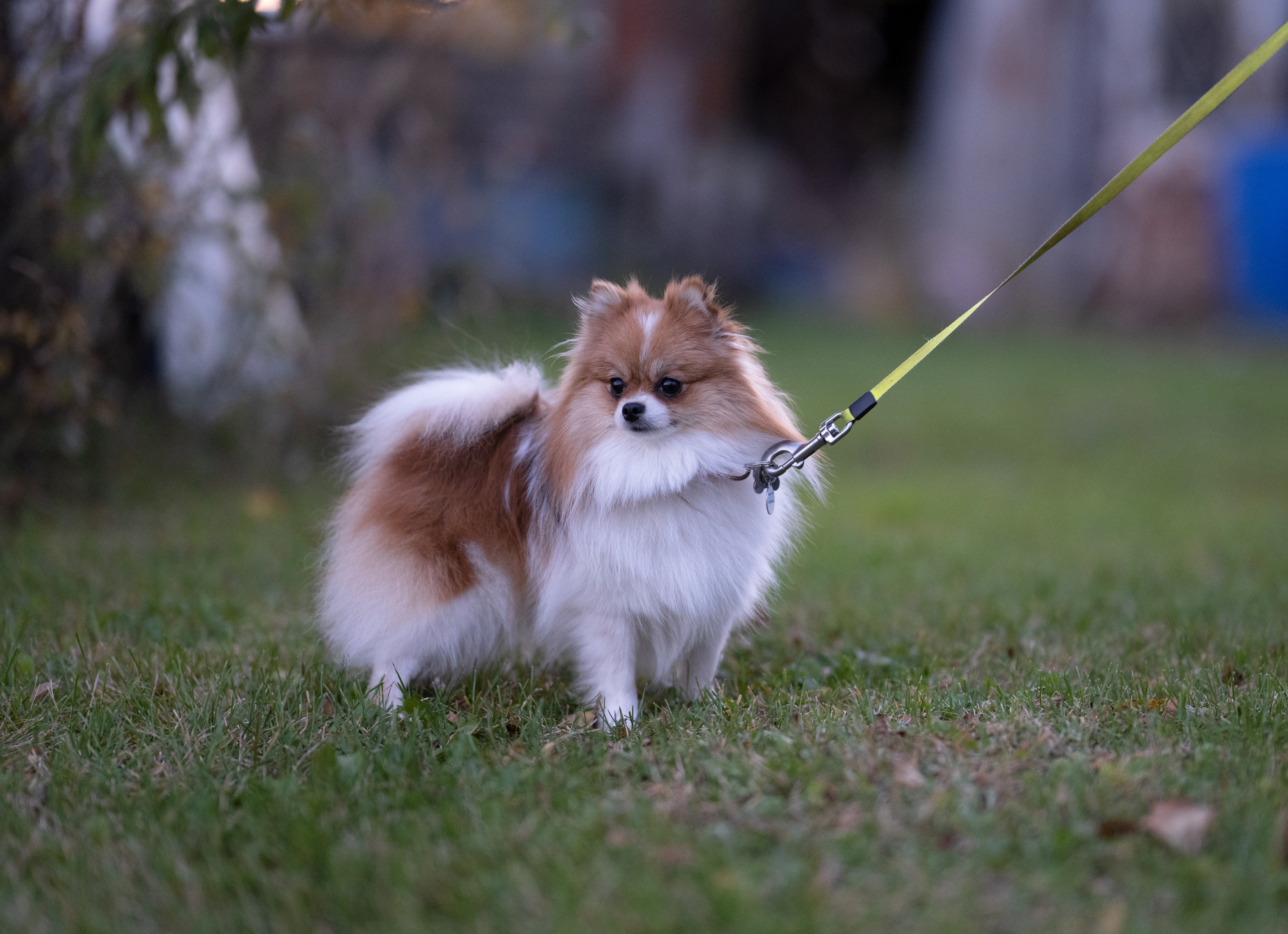 Pomeranian Pup Being Cute