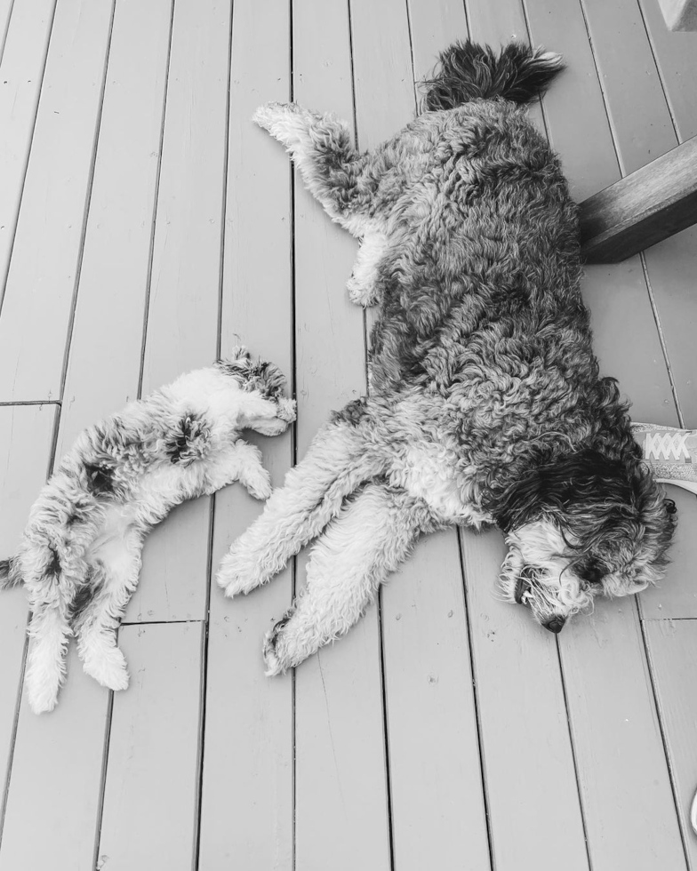 Happy Mini Sheepadoodle Pup in Rehoboth DE