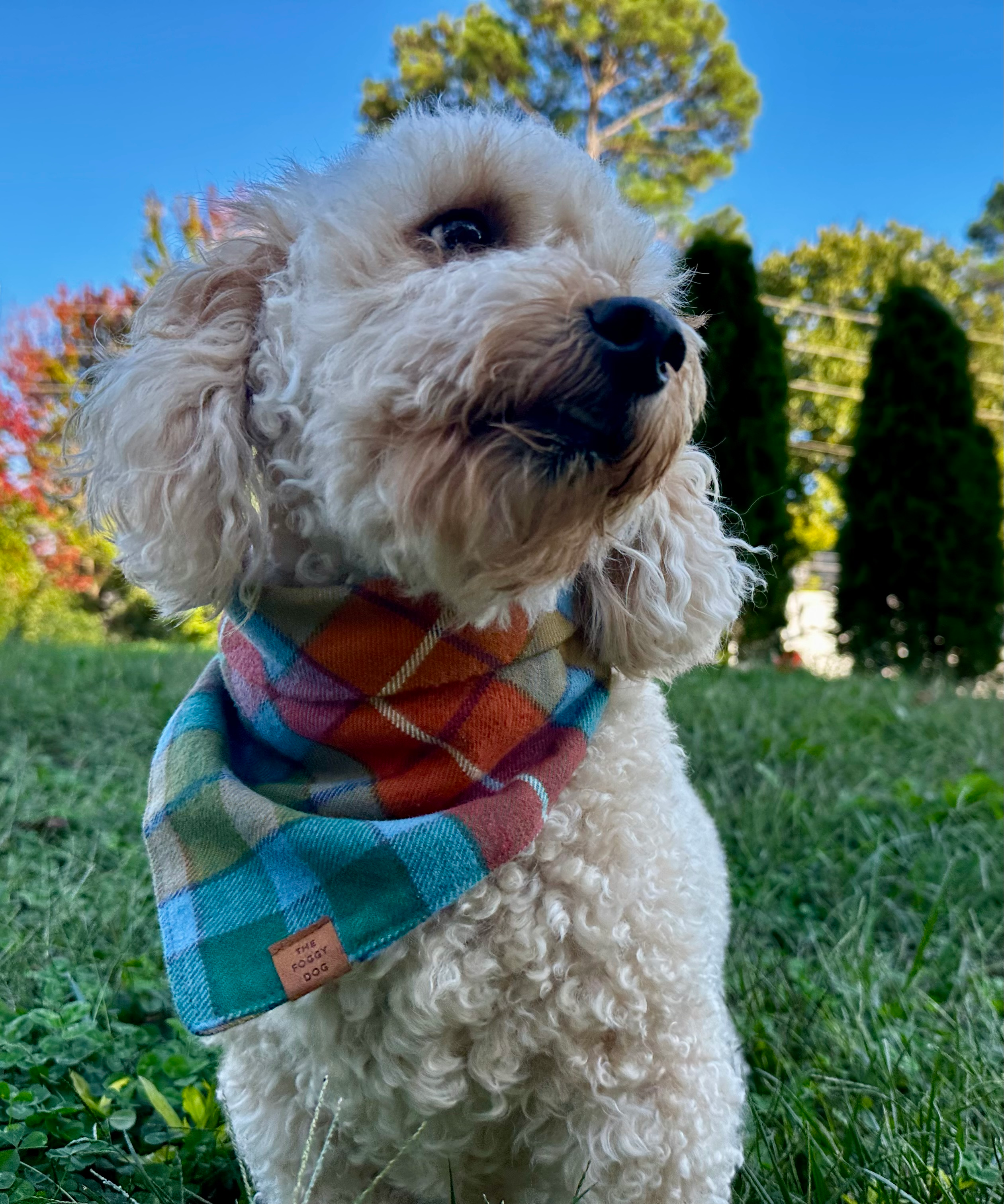 Best Mini Goldendoodle Baby