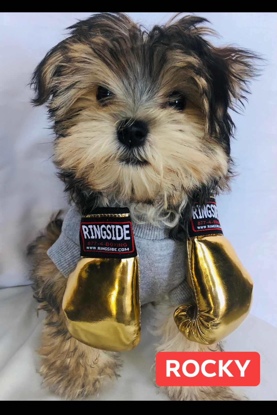 Morkie Puppy for Adoption