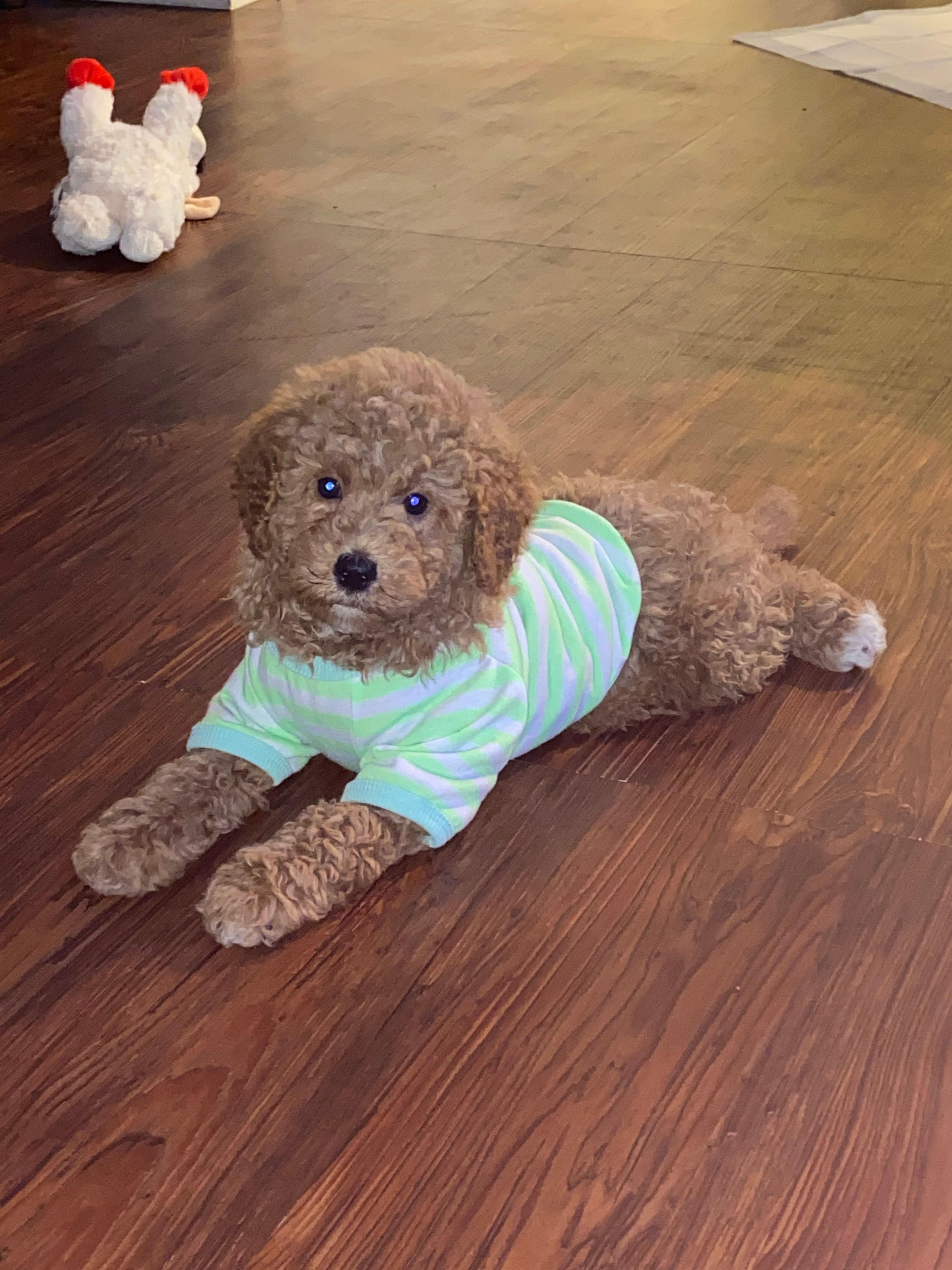 Mini Bernedoodle Puppy for Adoption