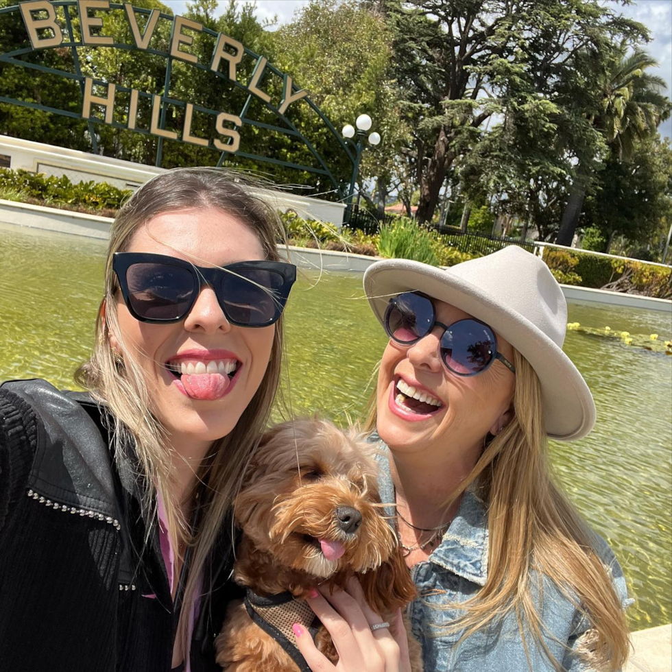 Los Angeles Cavapoo Pup