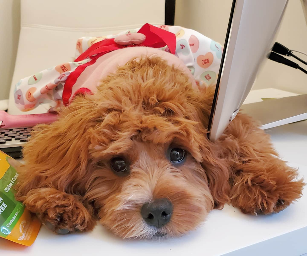 Saint Louis Cavapoo Pup