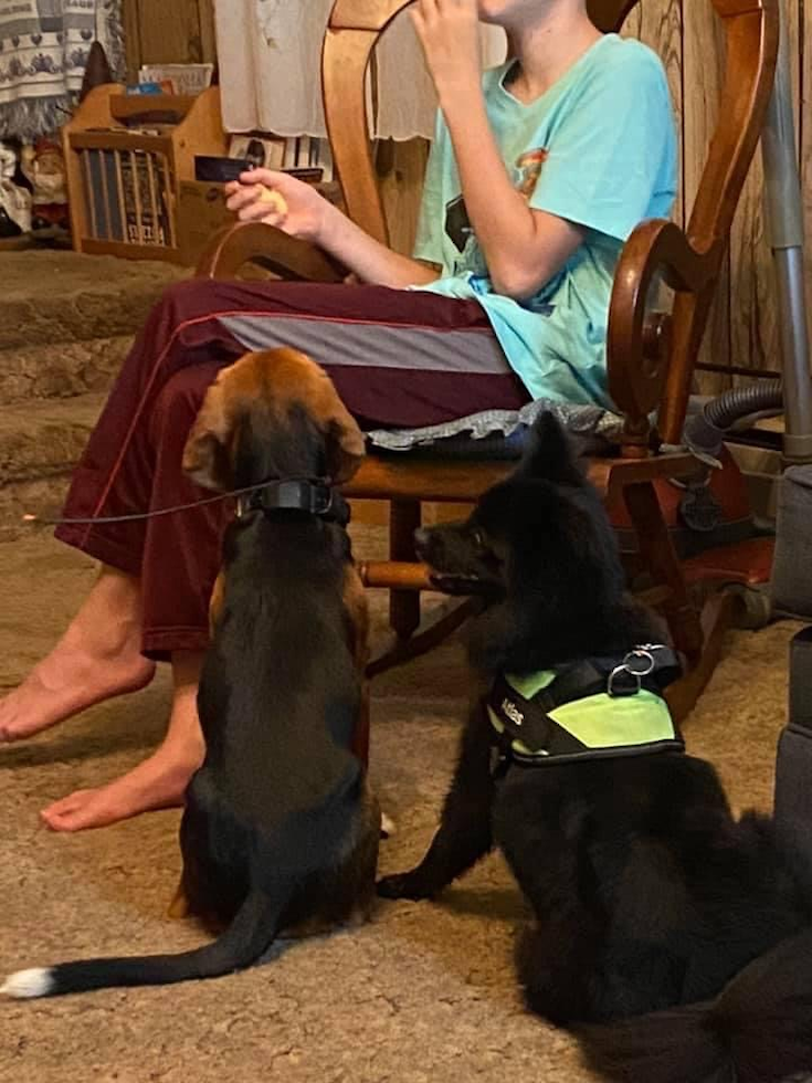 Pomeranian Being Cute