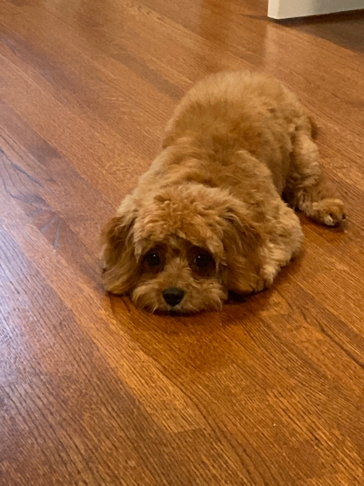 Fluffy Cavapoo Poodle Mix Pup