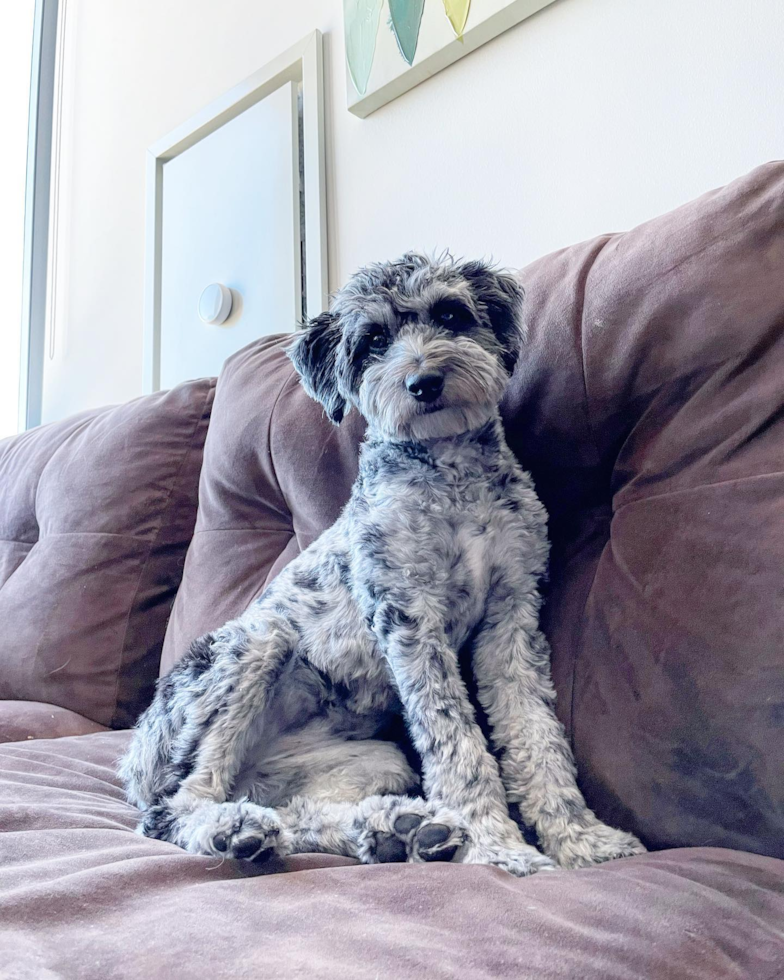 Little Aussiepoo Poodle Mix Pup