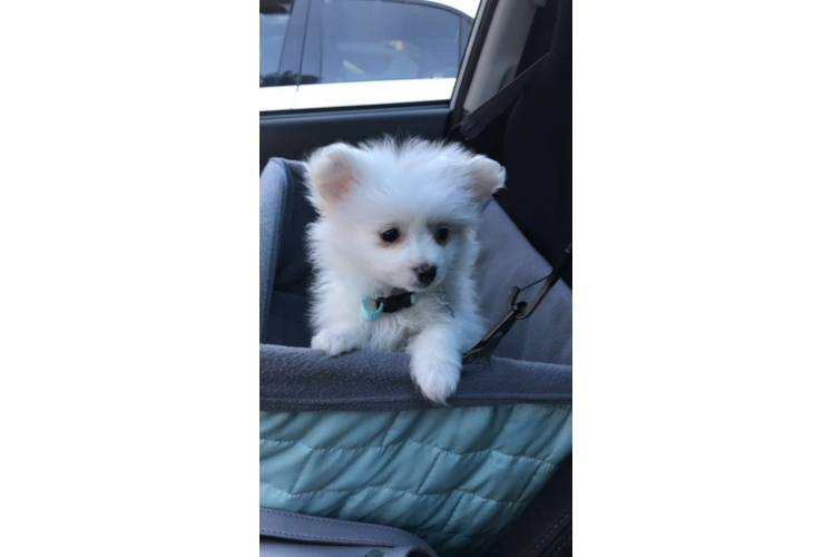 Smart Maltipom Designer Pup