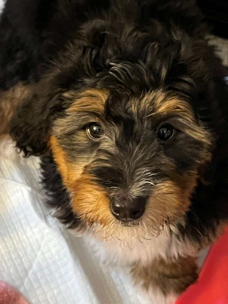 Mini Bernedoodle Pup