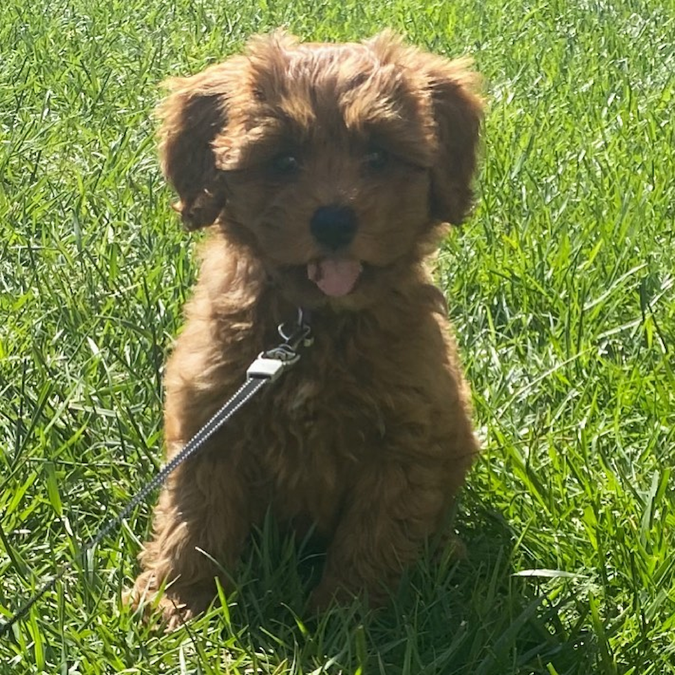 Covington Cockapoo Pup