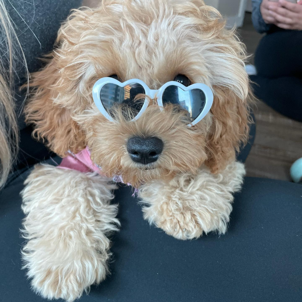 Hypoallergenic Cavoodle Poodle Mix Pup