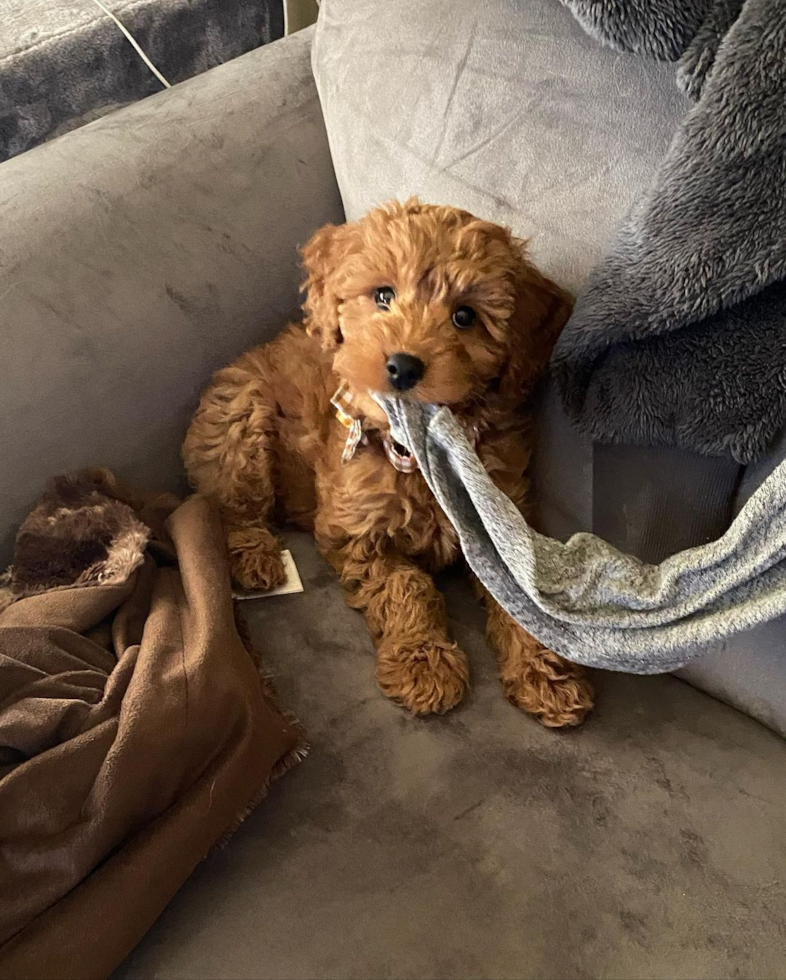 Fluffy Mini Goldendoodle Poodle Mix Pup