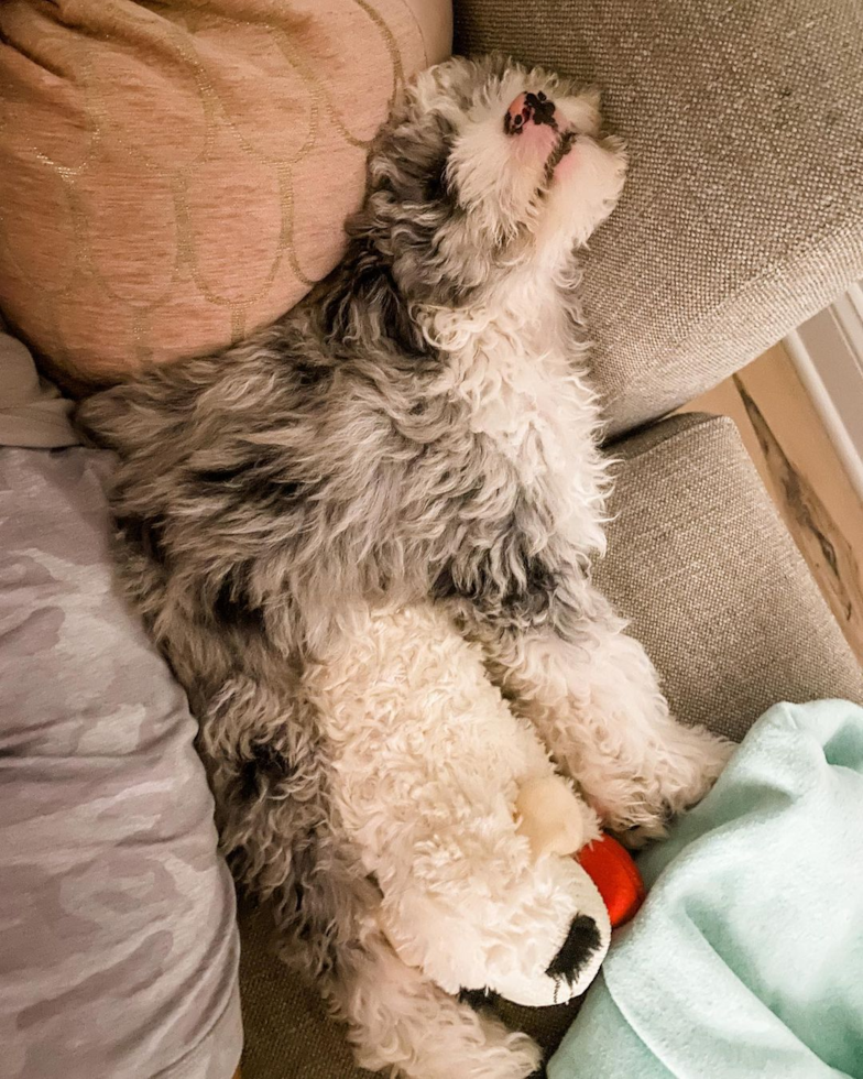 Friendly Mini Sheepadoodle Pup