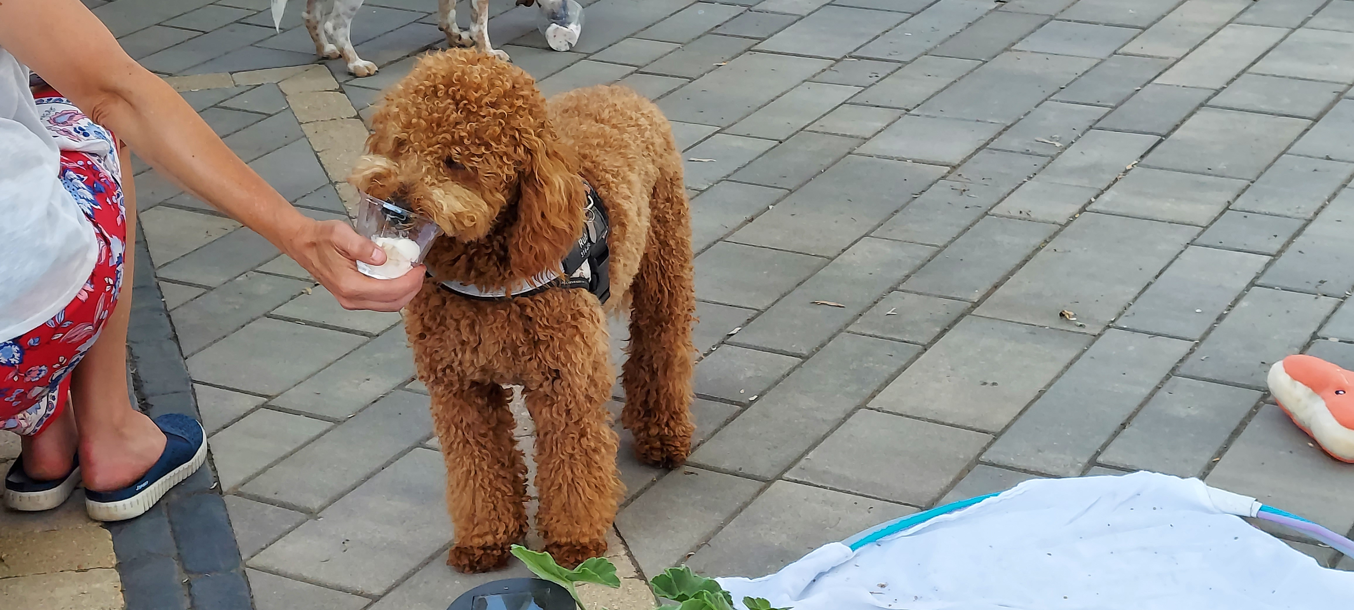 Mini Goldendoodle Puppy for Adoption