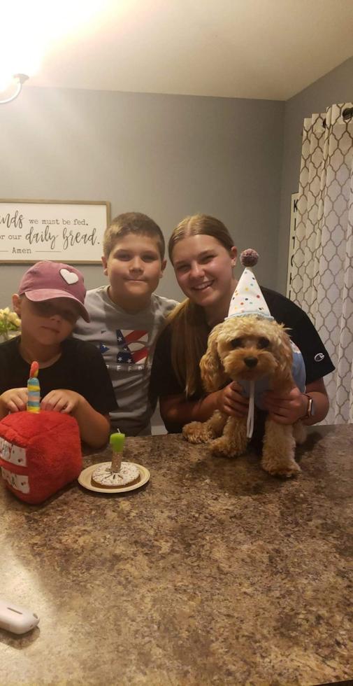 Cute Cavapoo Pup in Millbury OH