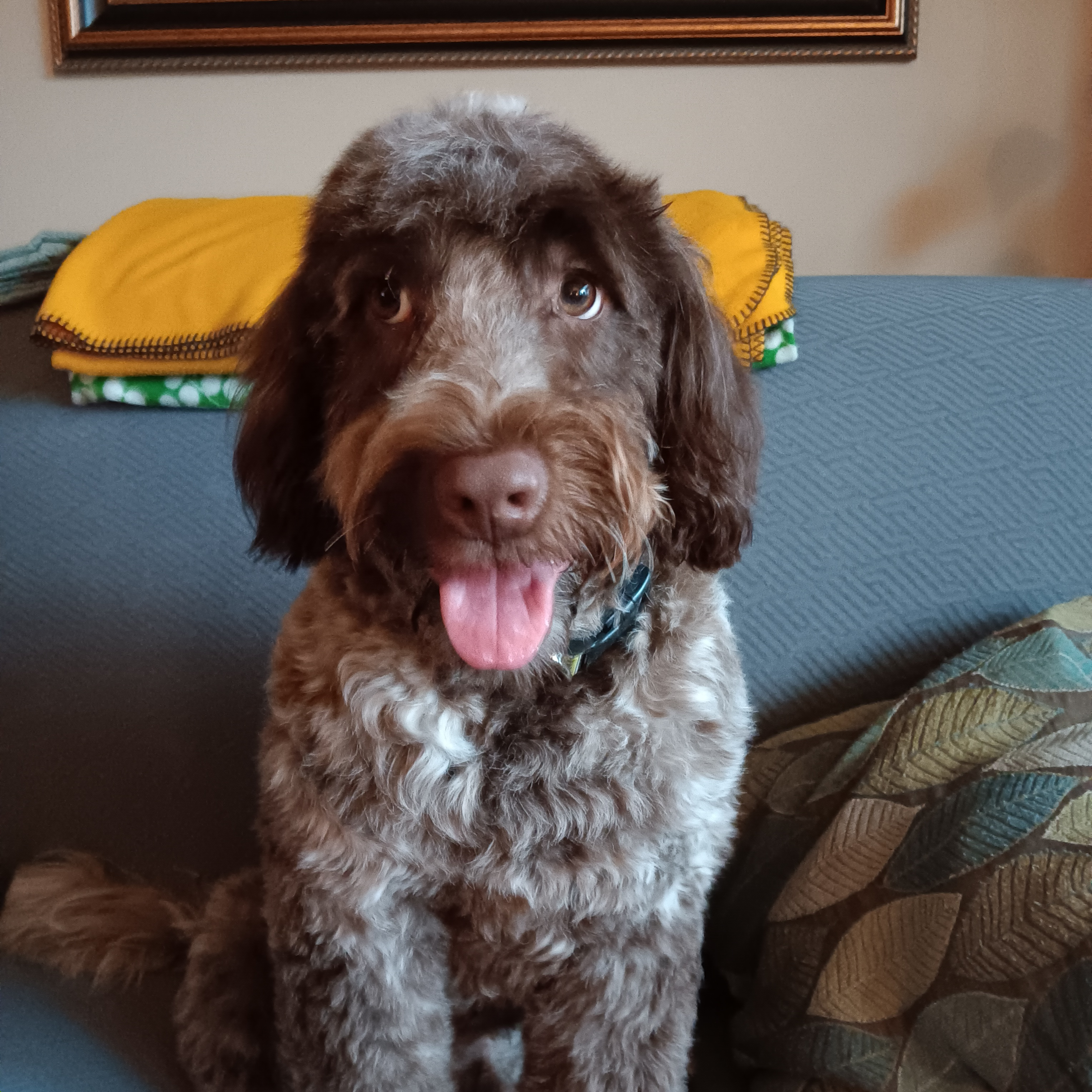 Best Portuguese Water Dog Baby