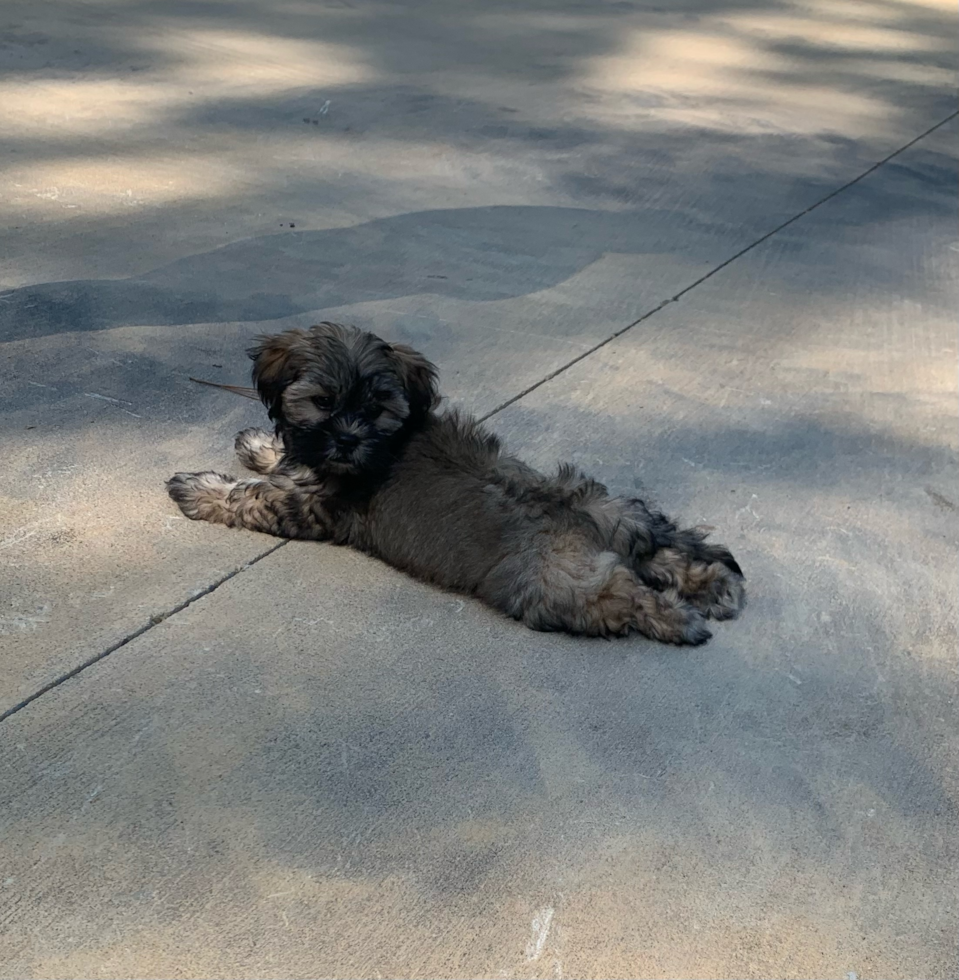 Funny Teddy Bear Designer Pup