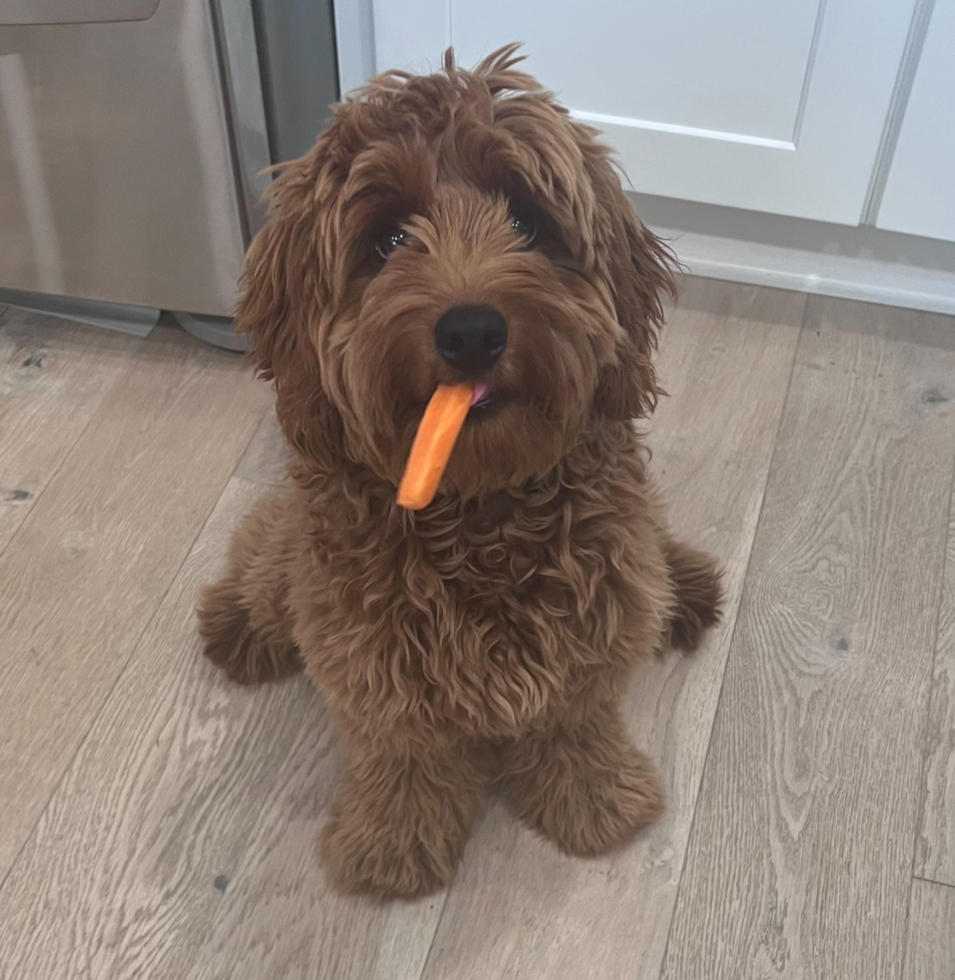 Small Mini Goldendoodle Pup