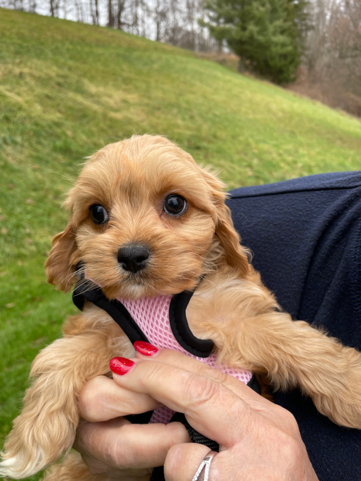 Little Cavalier Designer Pup