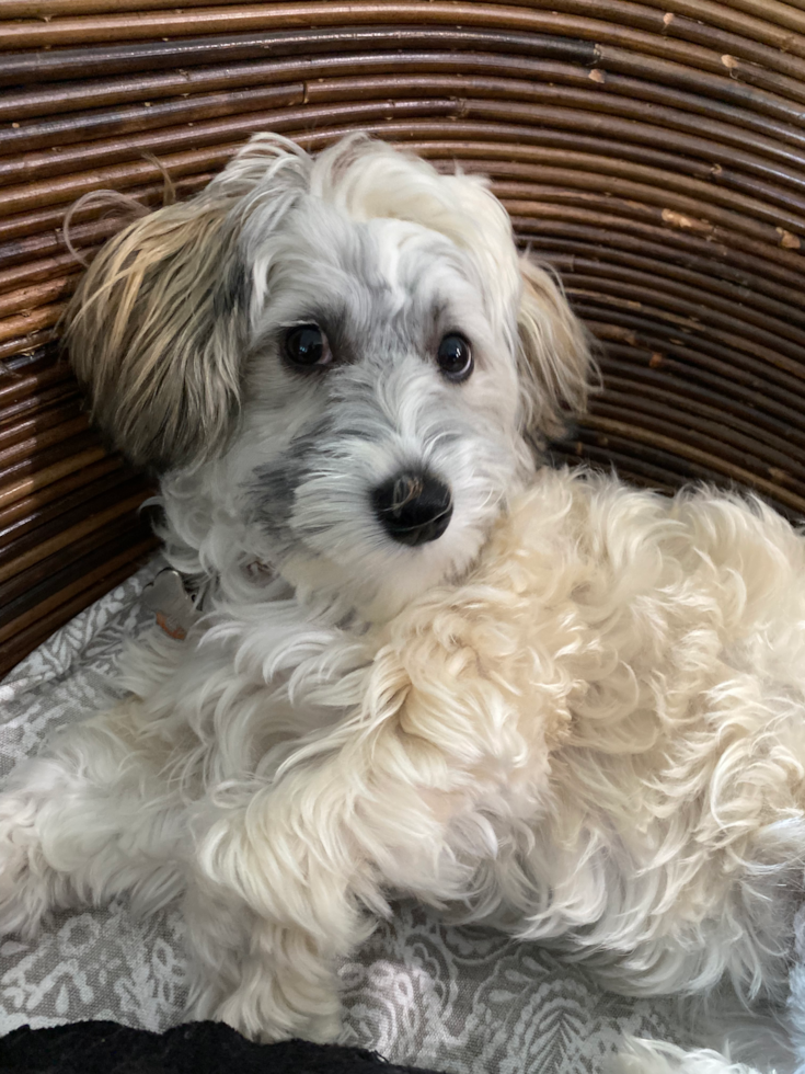 Sweet Havapoo Pup
