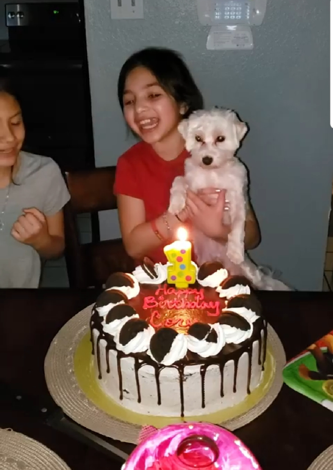 Best Maltese Baby
