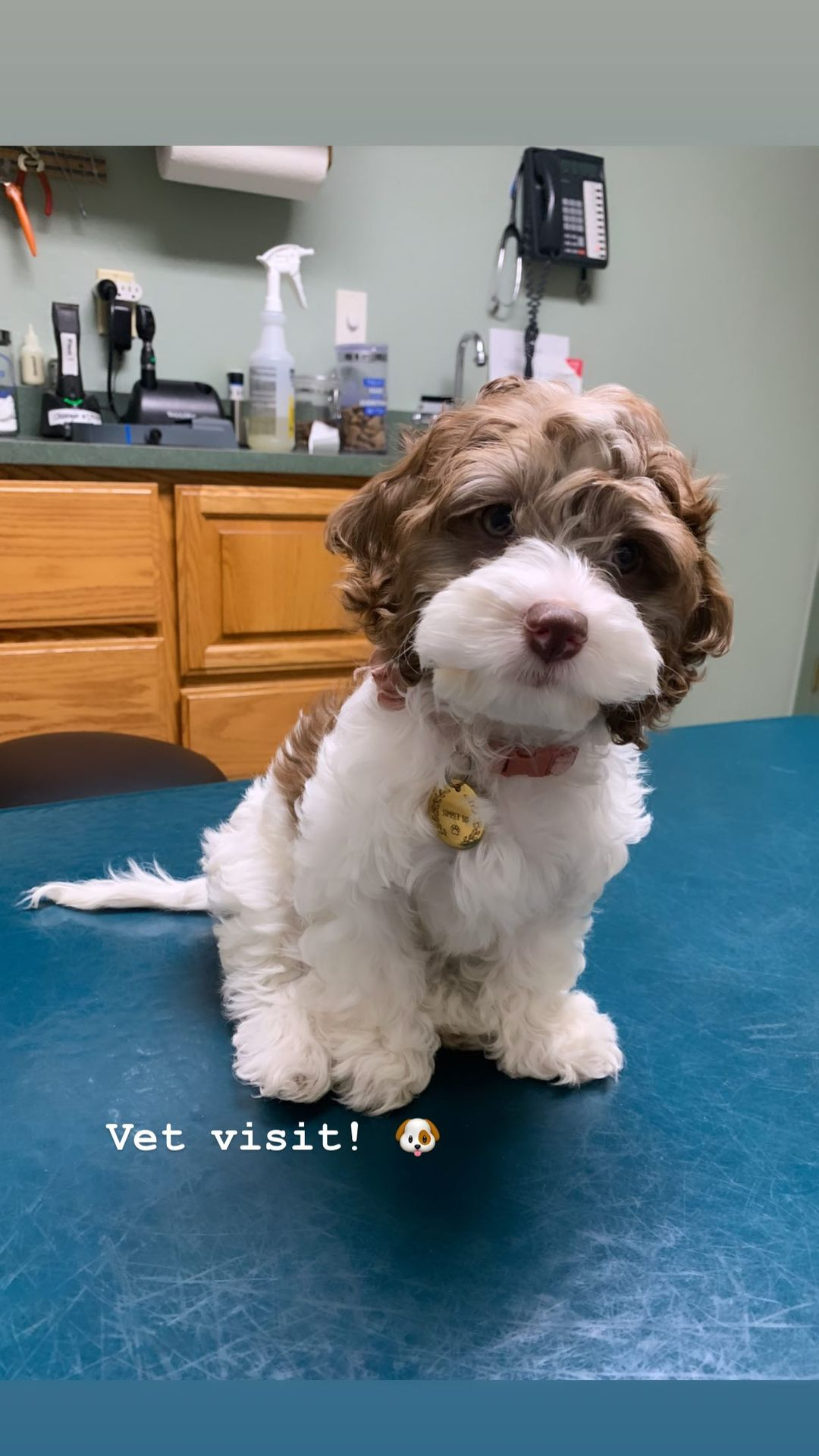 Cockapoo Puppy for Adoption
