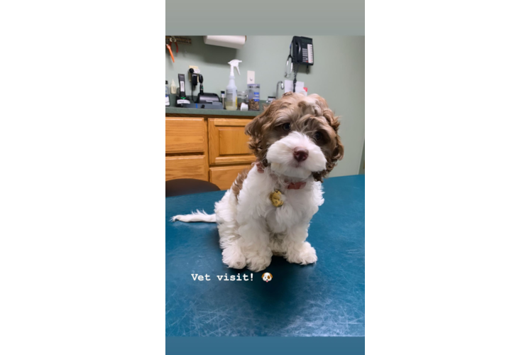 Cockapoo Puppy for Adoption
